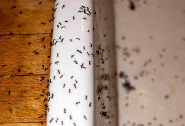 Best Local Pest Control Services  in Sloan, IA